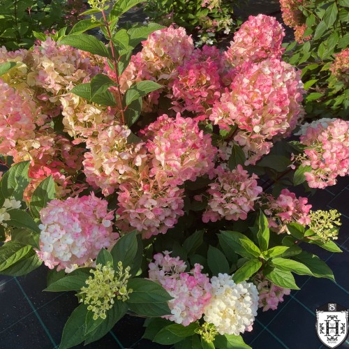 Hydrangea paniculata 'Little Blossom' - Aedhortensia 'Little Blossom' C2/2L